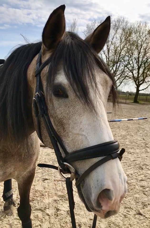 pension pour chevaux près de Avrillé 