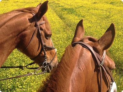 balade à chevaux