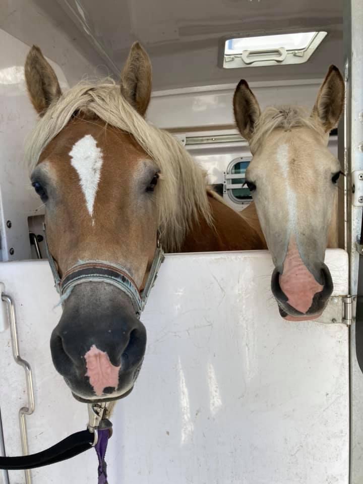 vente de chevaux près de Avrillé 